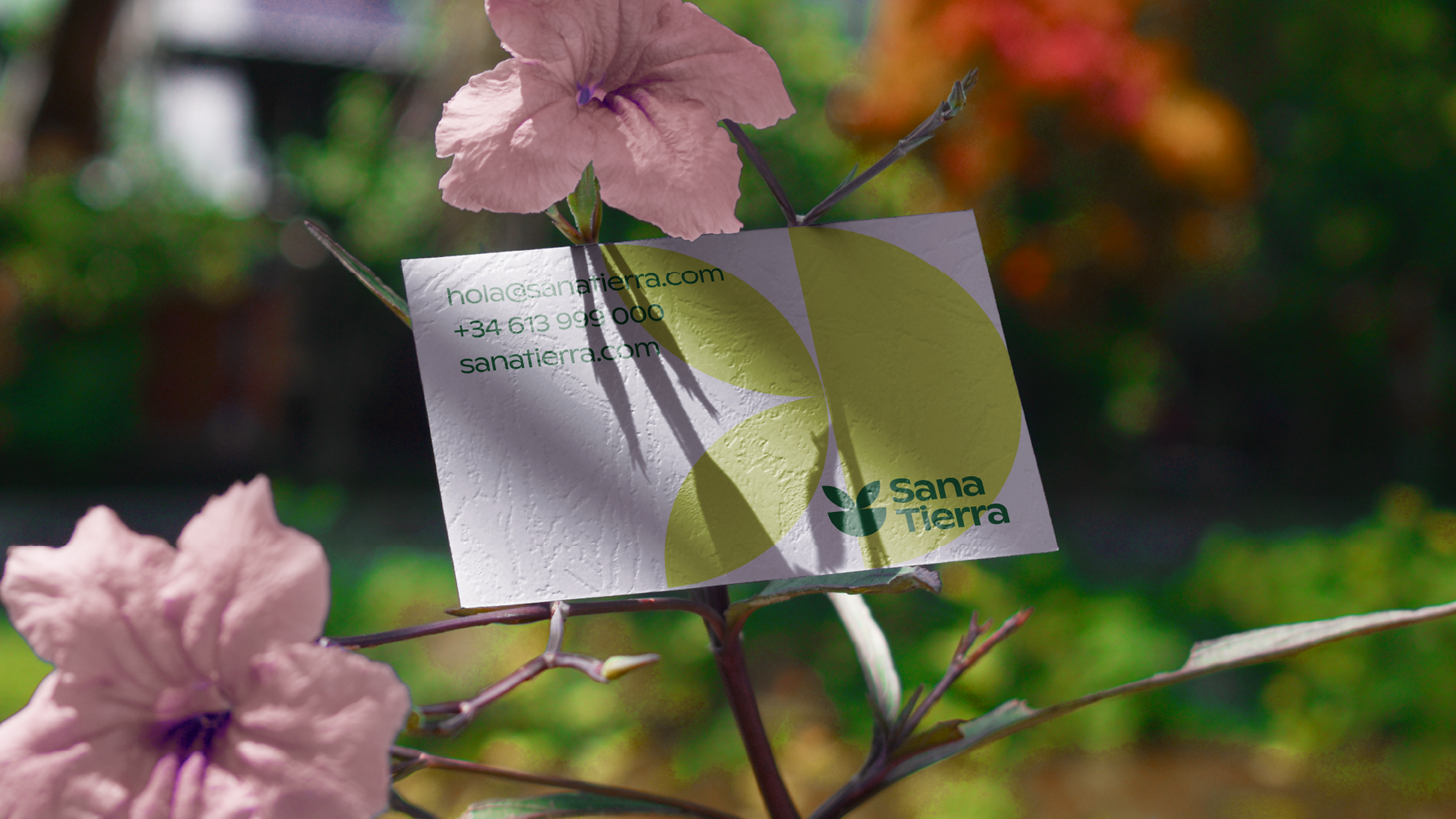 sana tierra brand identity showcase