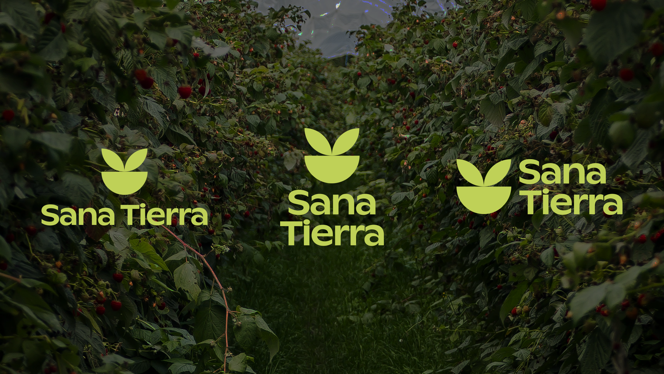 sana tierra brand identity showcase
